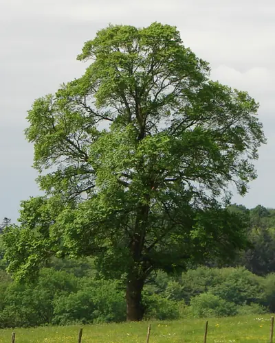 Ulmus minor — port de la plante