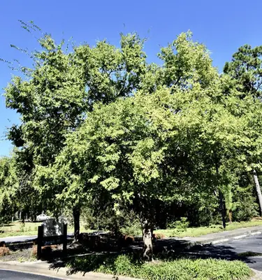 Ulmus parvifolia — port de la plante