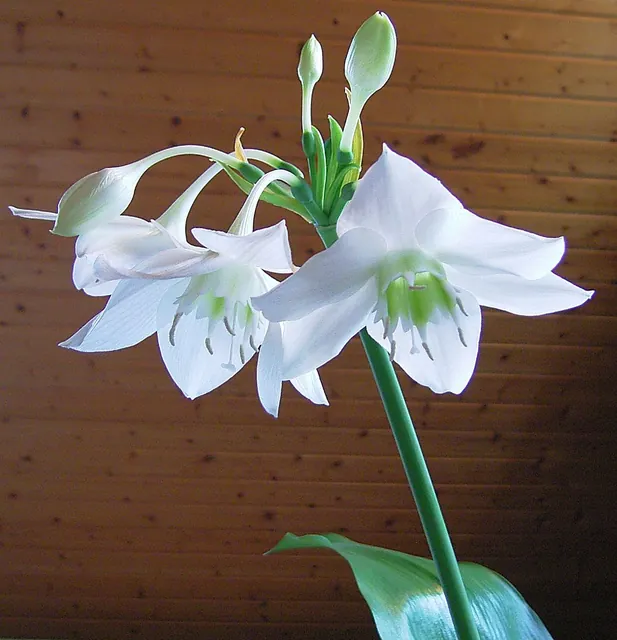 Urceolina amazonica — floraison