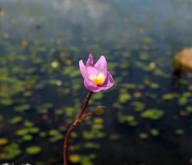 Utricularia purpurea — floraison