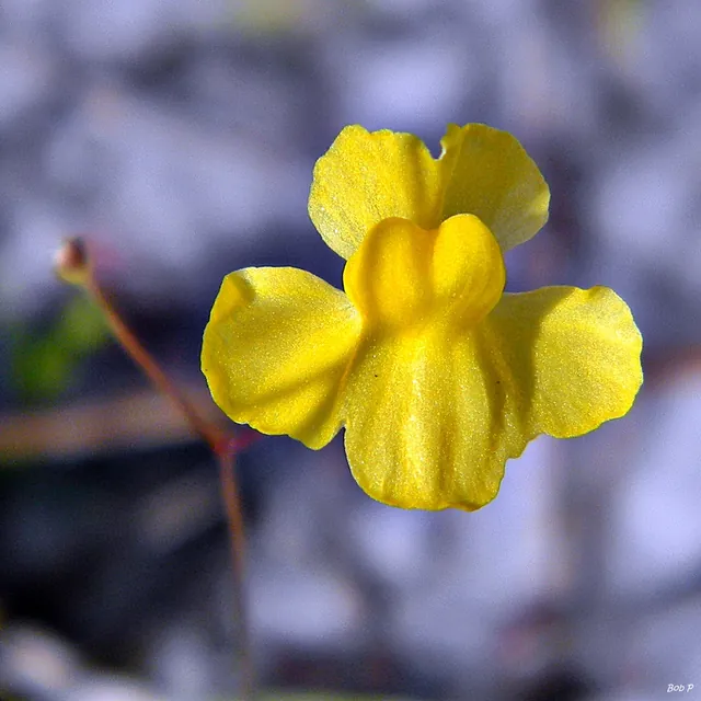 Utricularia subulata — floraison
