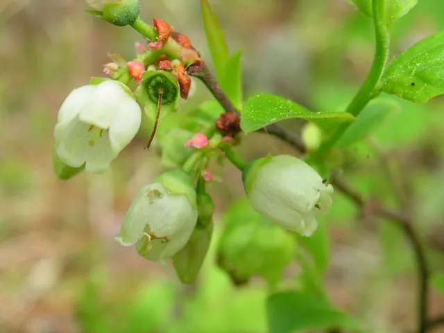 Vaccinium angustifolium — port de la plante