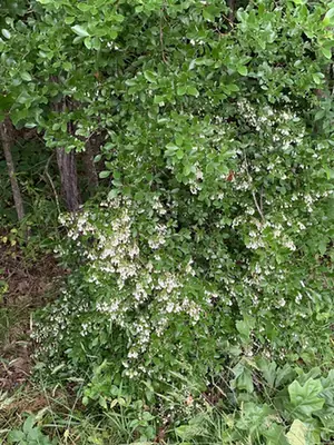 Vaccinium arboreum — port de la plante