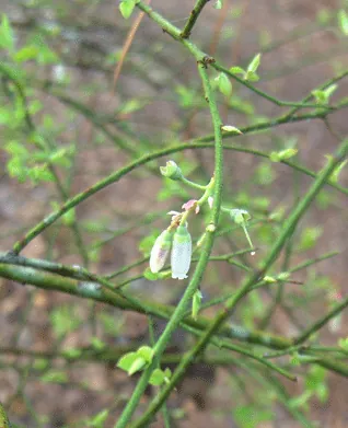 Vaccinium elliottii — port de la plante