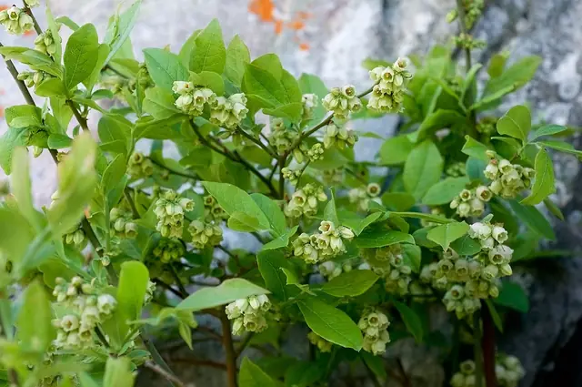 Vaccinium pallidum — port de la plante