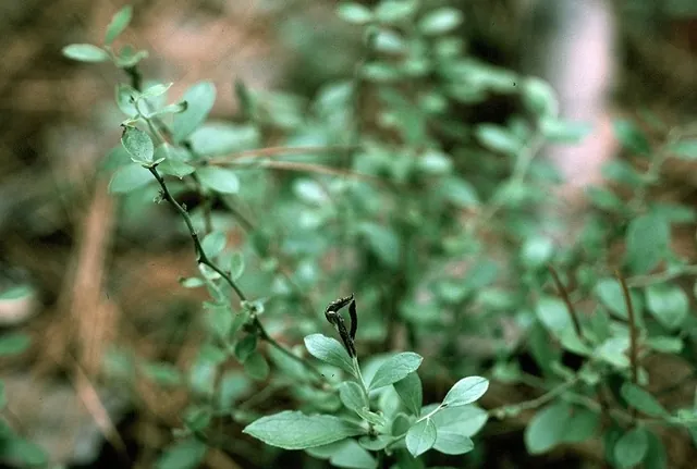 Vaccinium tenellum — port de la plante