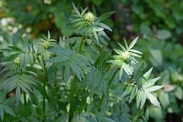 Valeriana officinalis — port de la plante