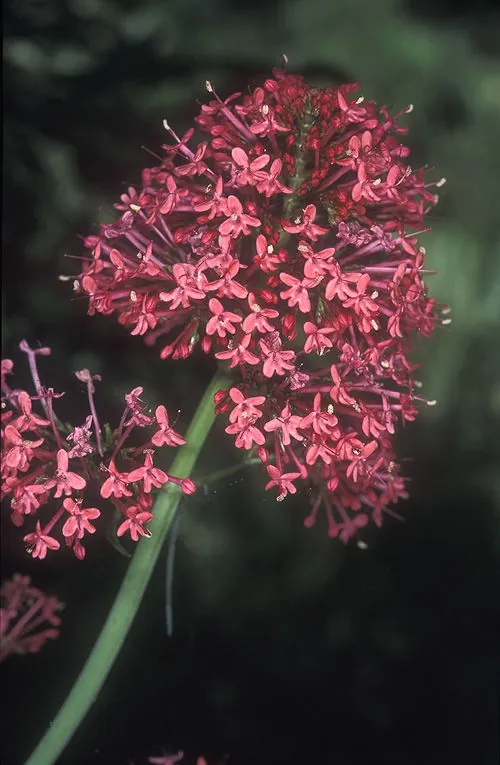 Valériane rouge — Centranthus ruber