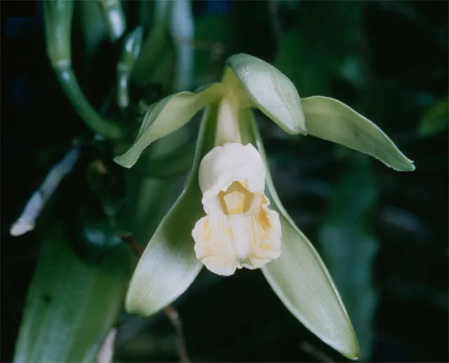 Vanilla planifolia — photographie botanique