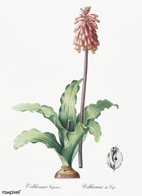 Veltheimia capensis — port de la plante