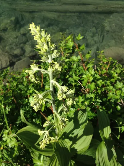 Veratrum viride — floraison
