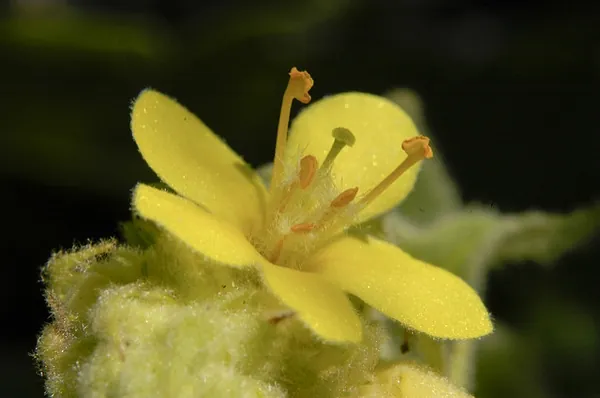 Verbascum thapsus — floraison