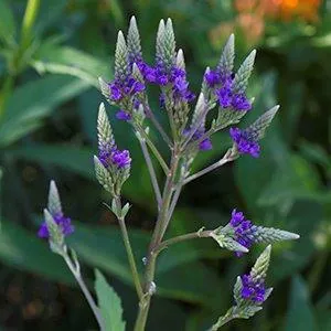 Verbena hastata — floraison