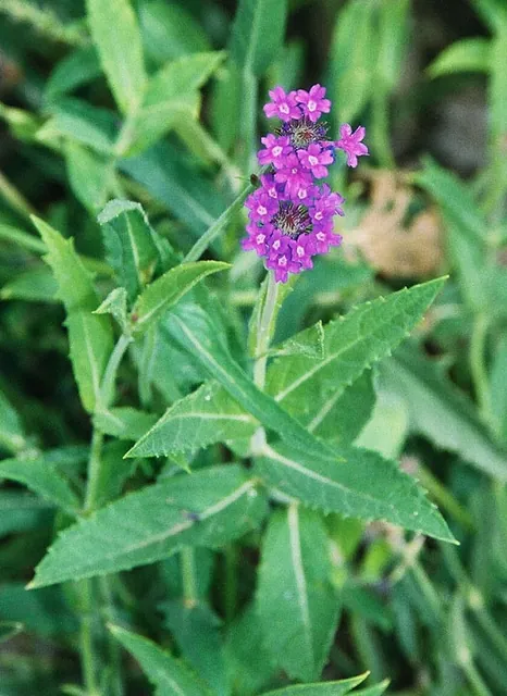 Verbena rigida — floraison