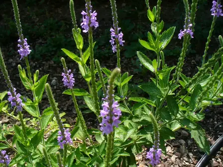 Verbena stricta — port de la plante