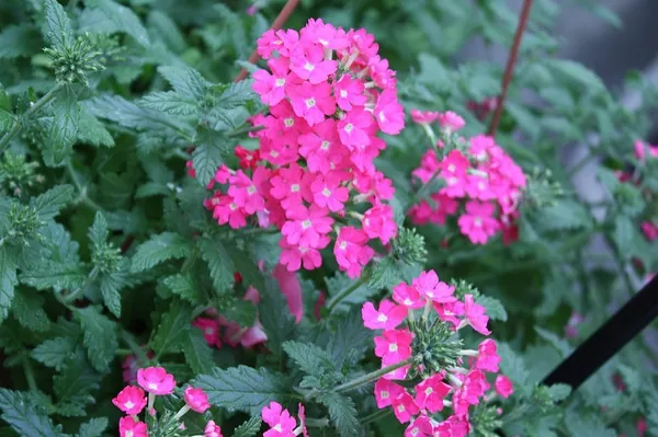 Verbena × hybrida — photographie botanique
