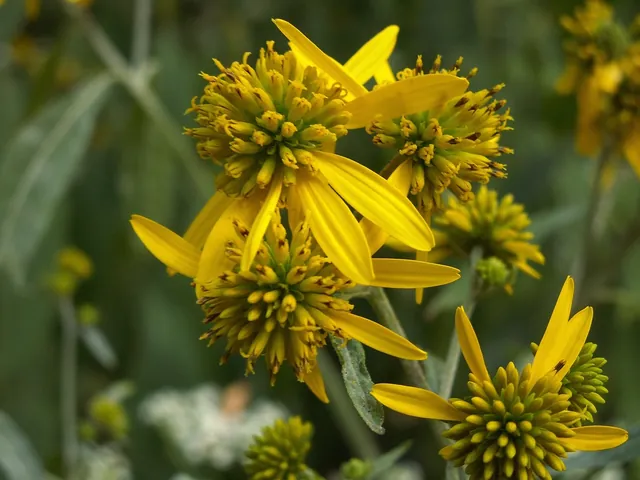 Verbesina alternifolia — floraison