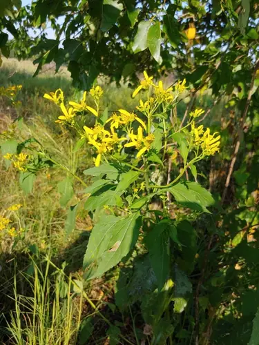 Verbesina occidentalis — port de la plante