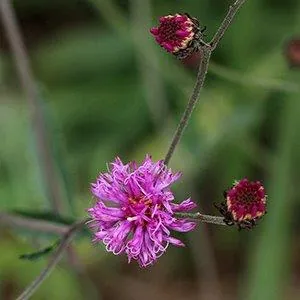 Vernonia acaulis — floraison