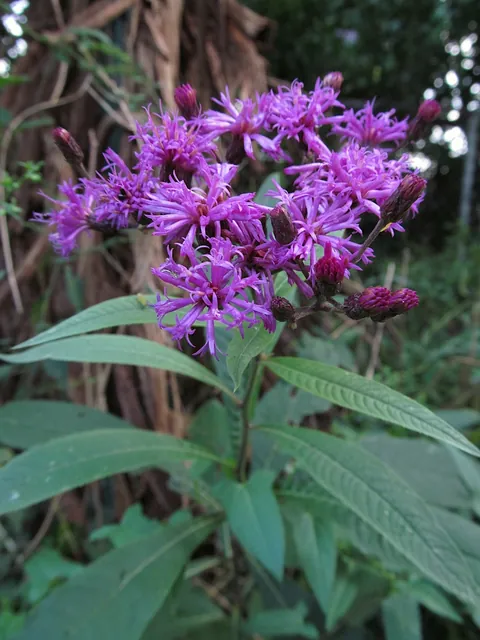 Vernonia gigantea — floraison