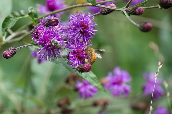 Vernonia noveboracensis — floraison