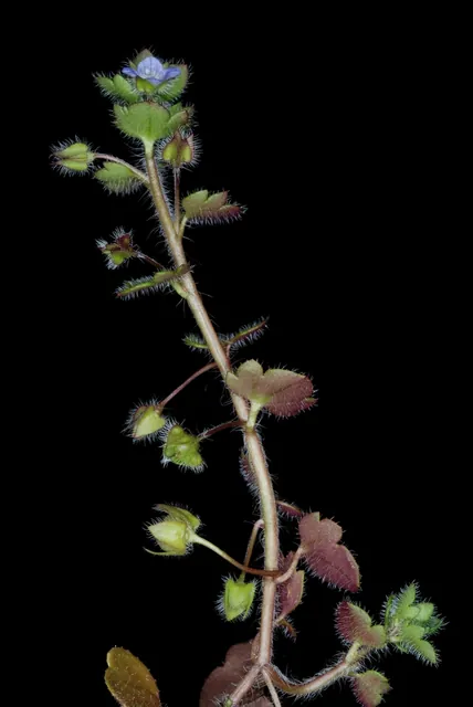 Veronica hederifolia — port de la plante