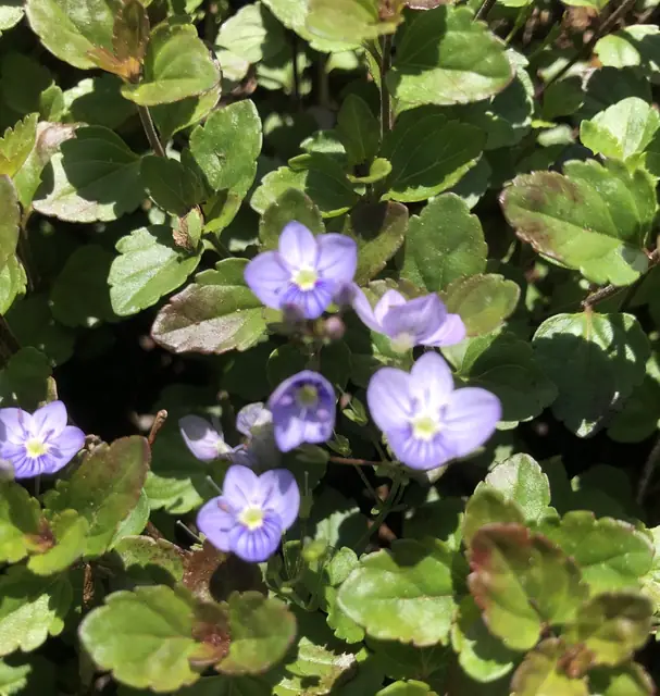 Veronica persica — floraison