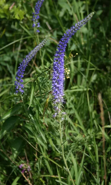 Veronica spicata — floraison