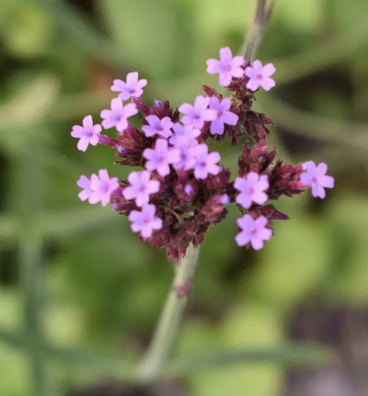 Verveine de Buenos Aires — Verbena bonariensis
