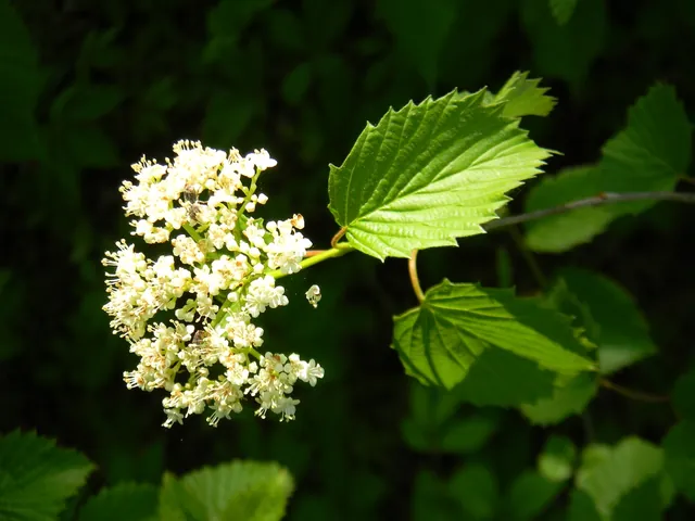 Viburnum bracteatum — floraison