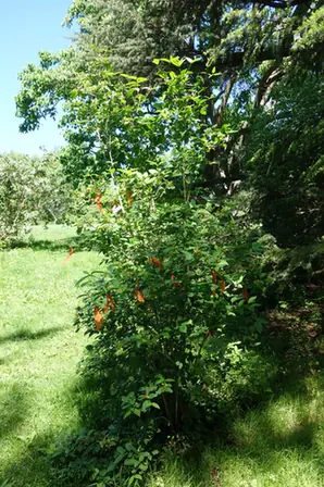 Viburnum burejaeticum — port de la plante