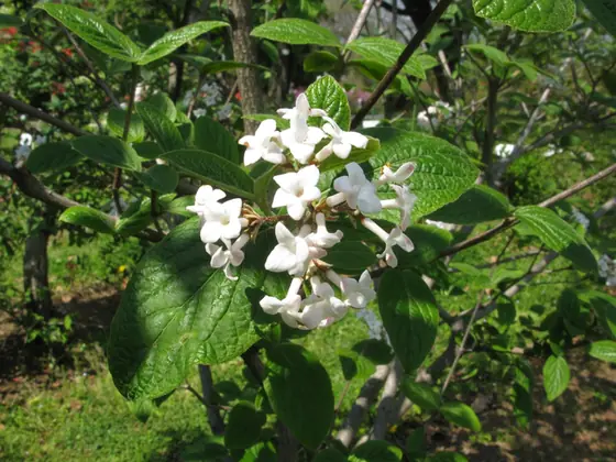 Viburnum carlesii — port de la plante