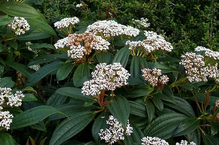 Viburnum davidii — port de la plante