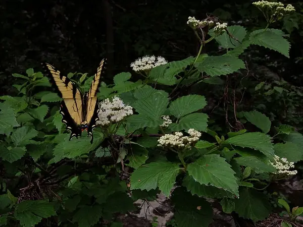 Viburnum dentatum — floraison