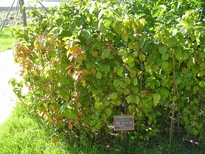 Viburnum erosum — port de la plante