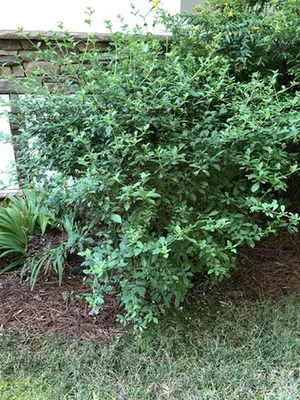 Viburnum foetidum — port de la plante