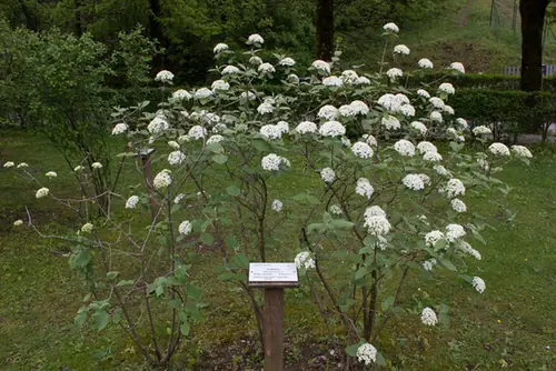 Viburnum lantana — port de la plante
