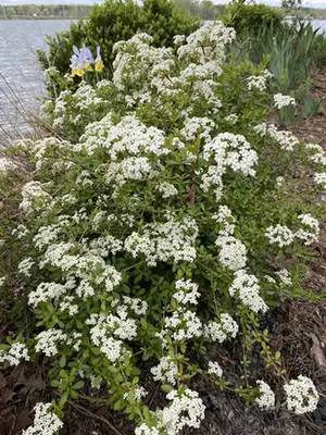 Viburnum obovatum — port de la plante