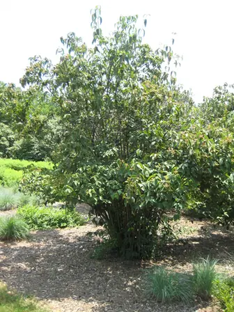 Viburnum setigerum — port de la plante