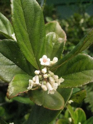 Viburnum suspensum — floraison