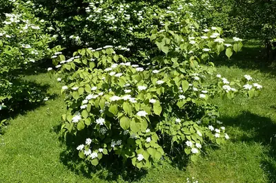 Viburnum wrightii — port de la plante