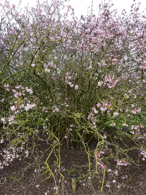 Viburnum × bodnantense — port de la plante
