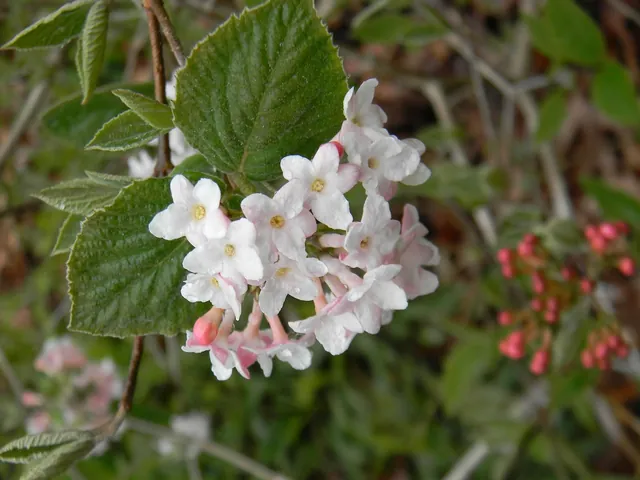Viburnum × juddii — floraison