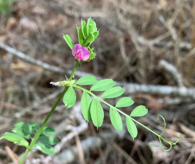 Vicia sativa — floraison