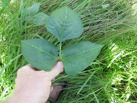 Vigna unguiculata — photographie botanique