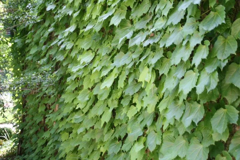 Vigne vierge — Parthenocissus tricuspidata