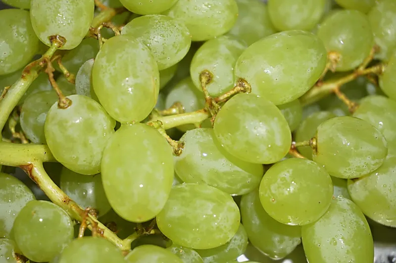 Vigne — Vitis vinifera