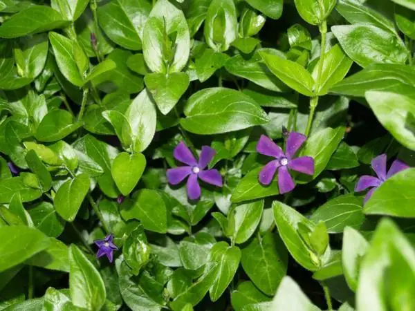 Vinca major — floraison