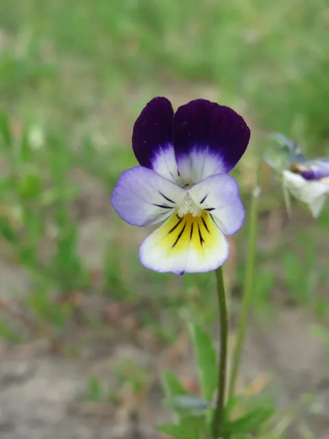 Viola arvensis — floraison