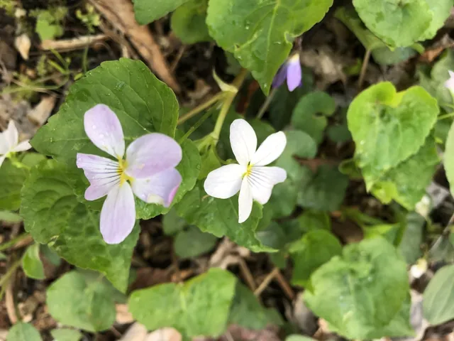 Viola blanda — floraison